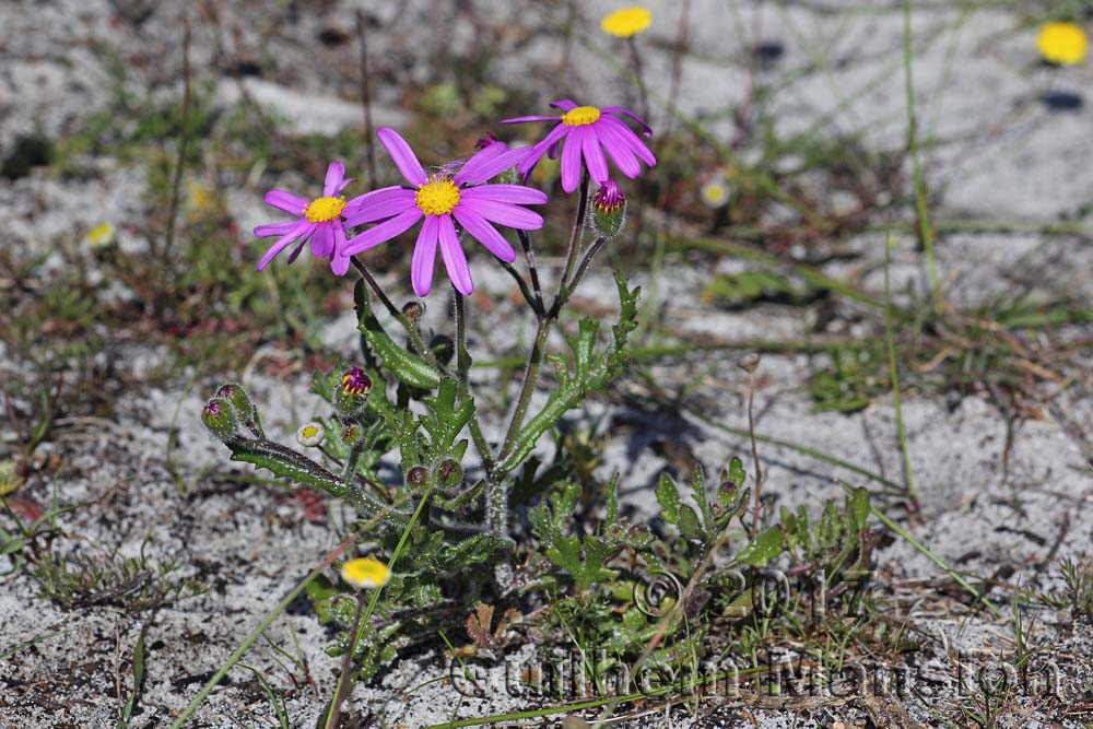 Senecio arenarius