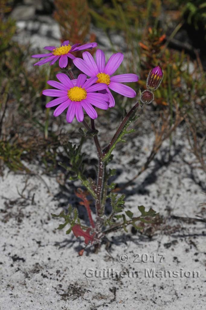 Senecio arenarius