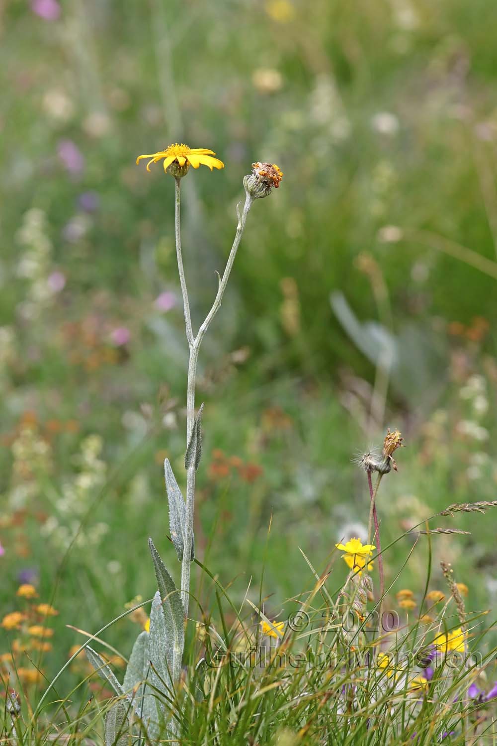 Senecio doronicum