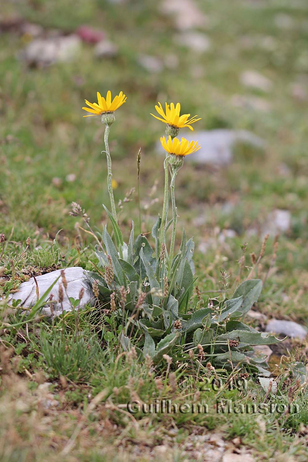 Senecio doronicum