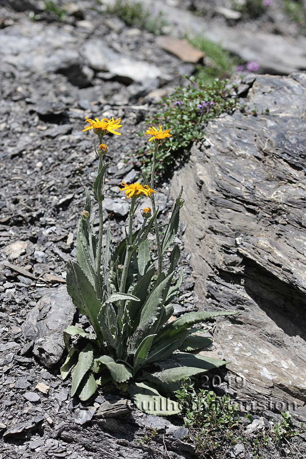 Senecio doronicum