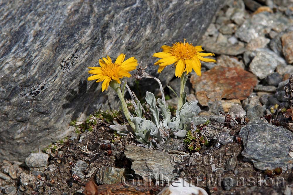 Jacobaea uniflora [Senecio halleri]