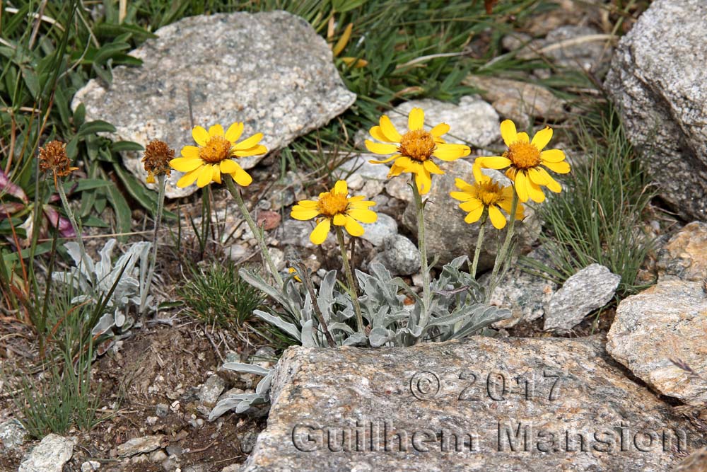 Jacobaea uniflora [Senecio halleri]