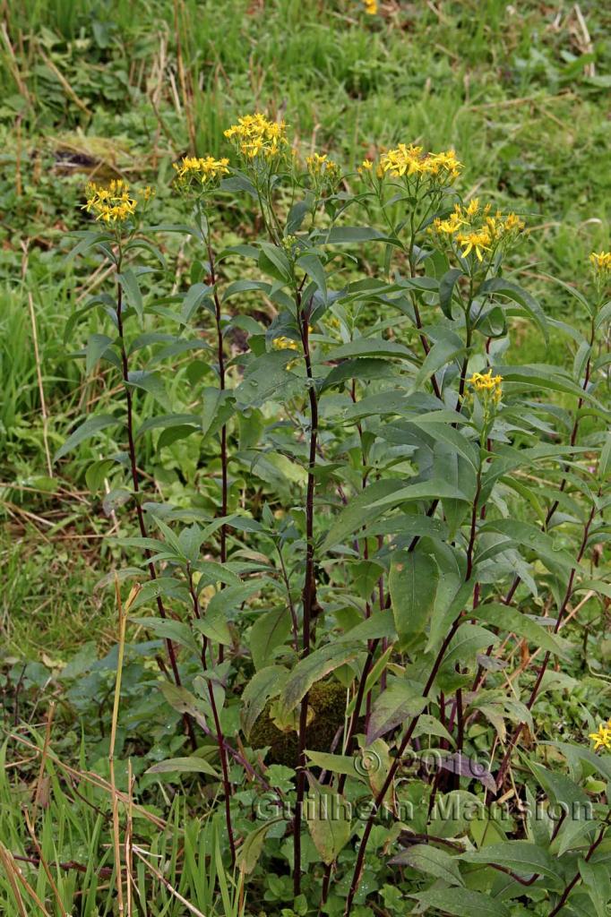 Senecio hercynicus