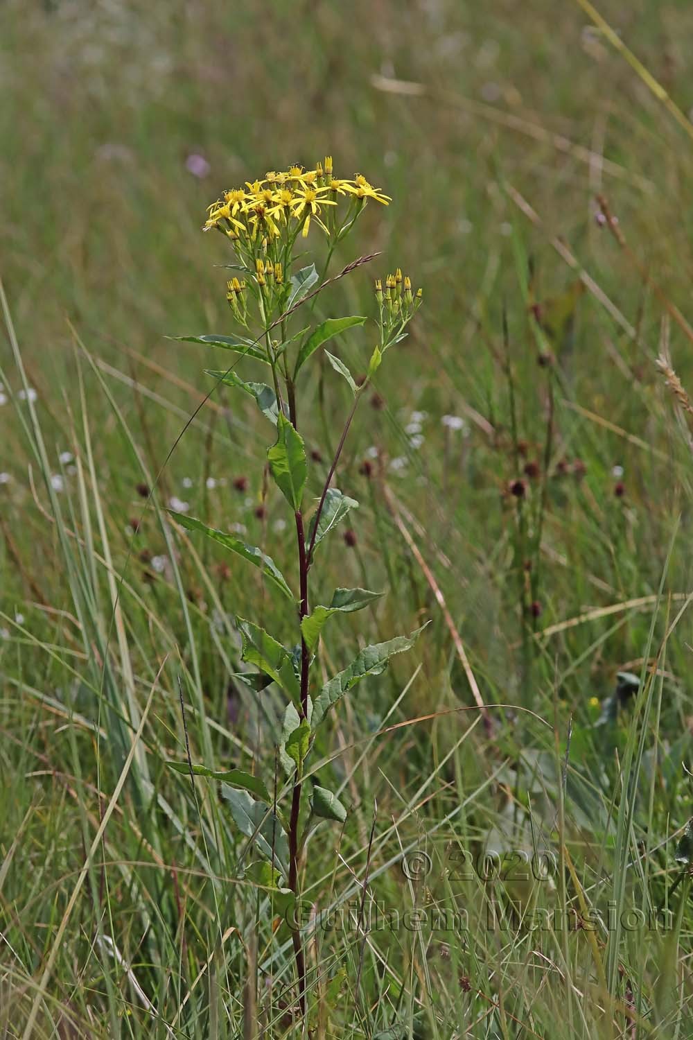 Senecio hercynicus