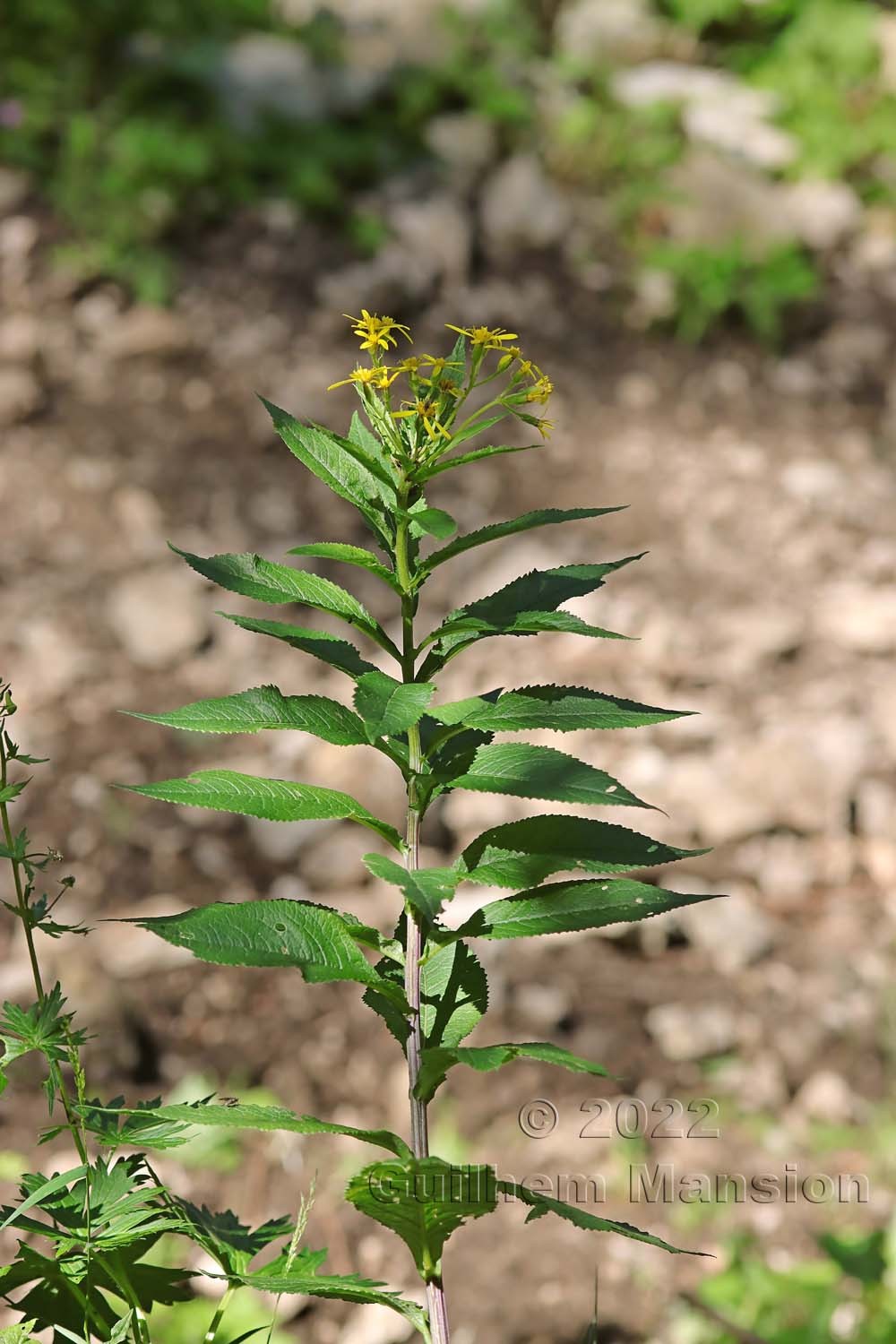 Senecio hercynicus