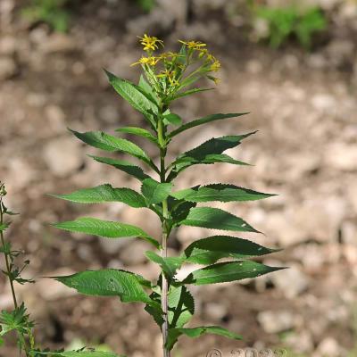 Senecio hercynicus
