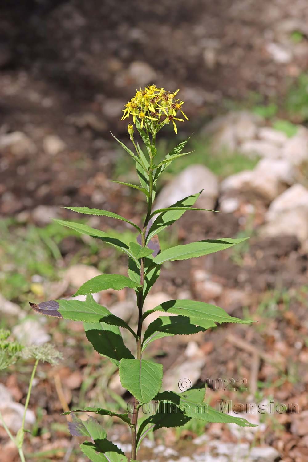 Senecio hercynicus