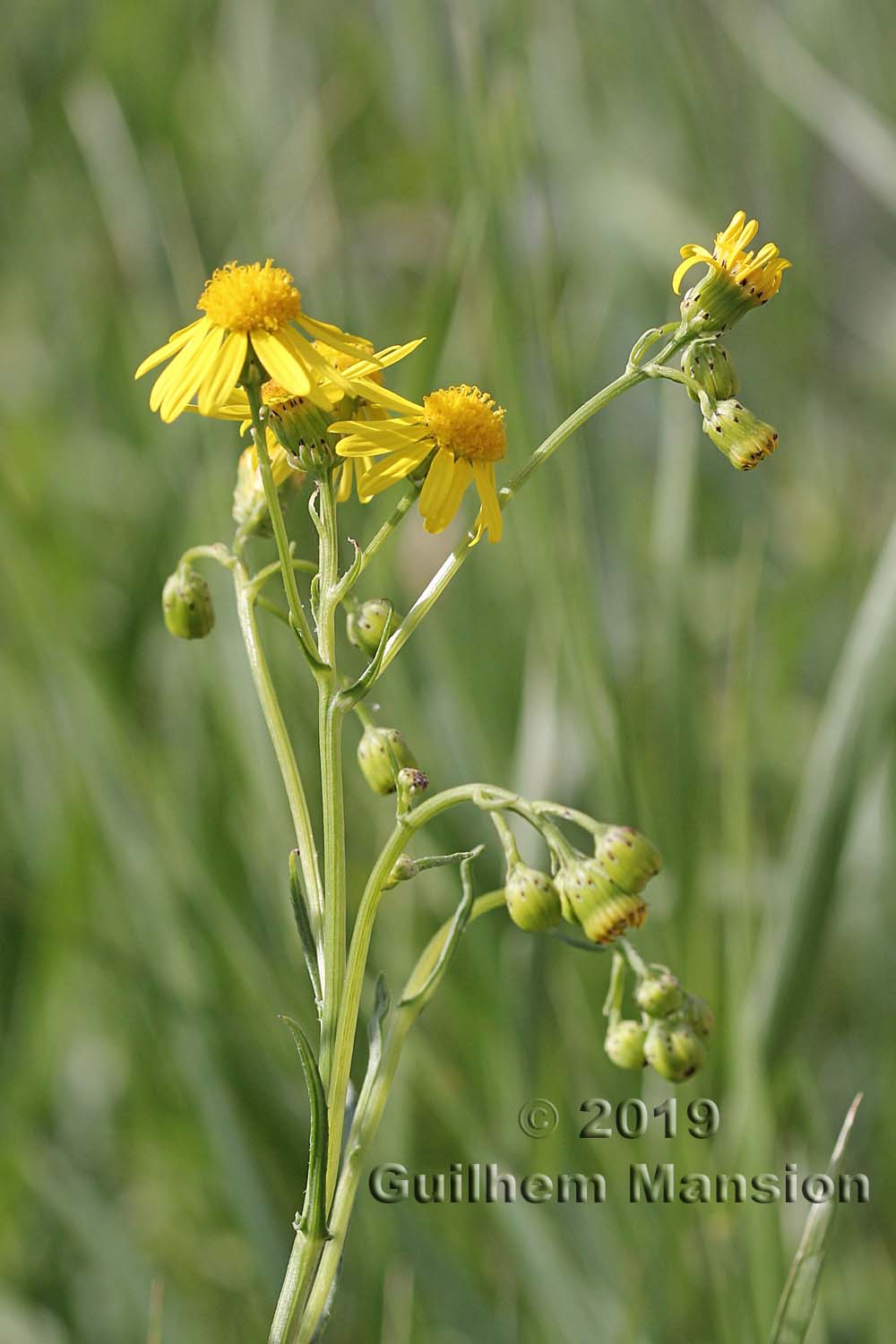 Senecio inaequidens