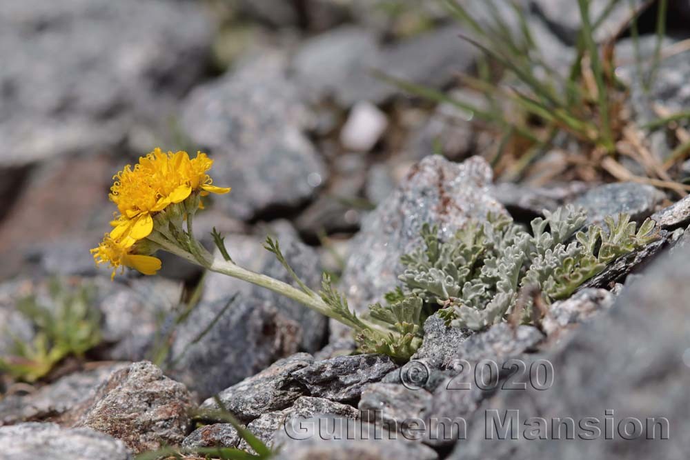 Jacobaea incana [Senecio incanus]