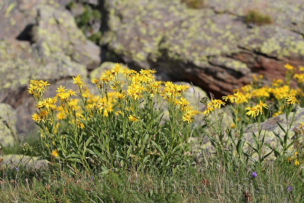 Senecio pyrenaicus