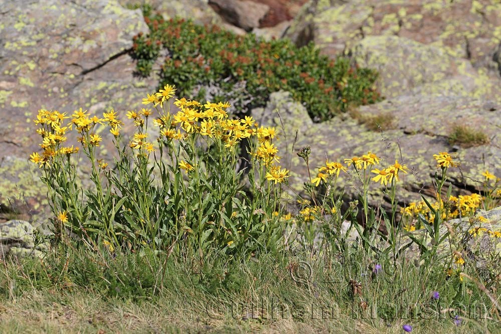 Senecio pyrenaicus