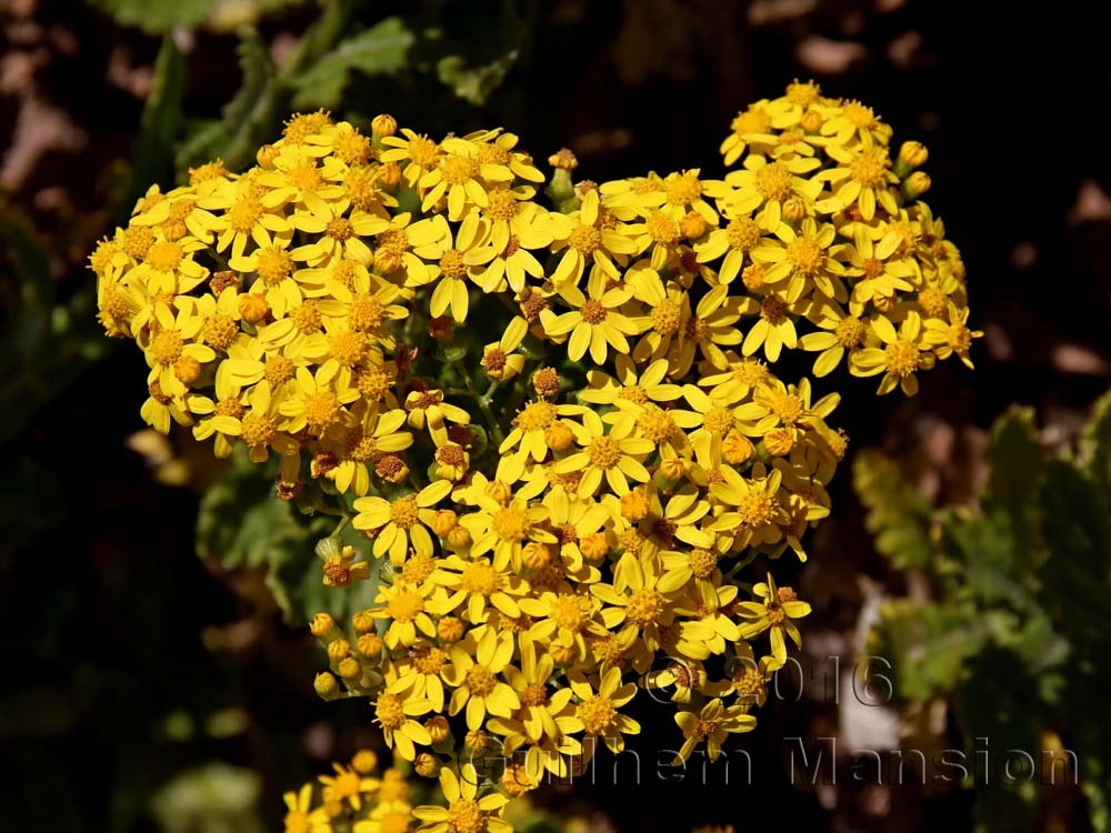 Senecio rigidus