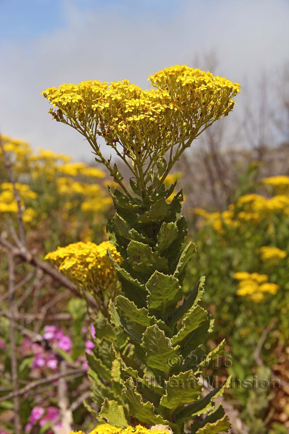 Senecio rigidus