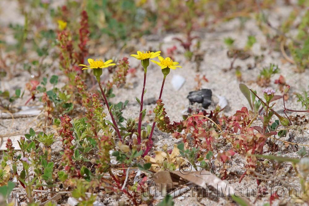 Senecio transiens