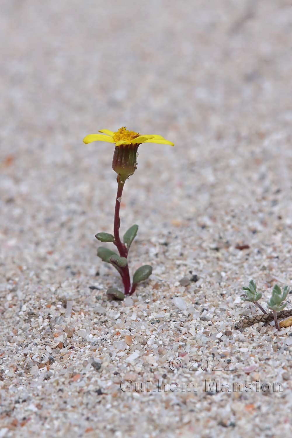 Senecio transiens