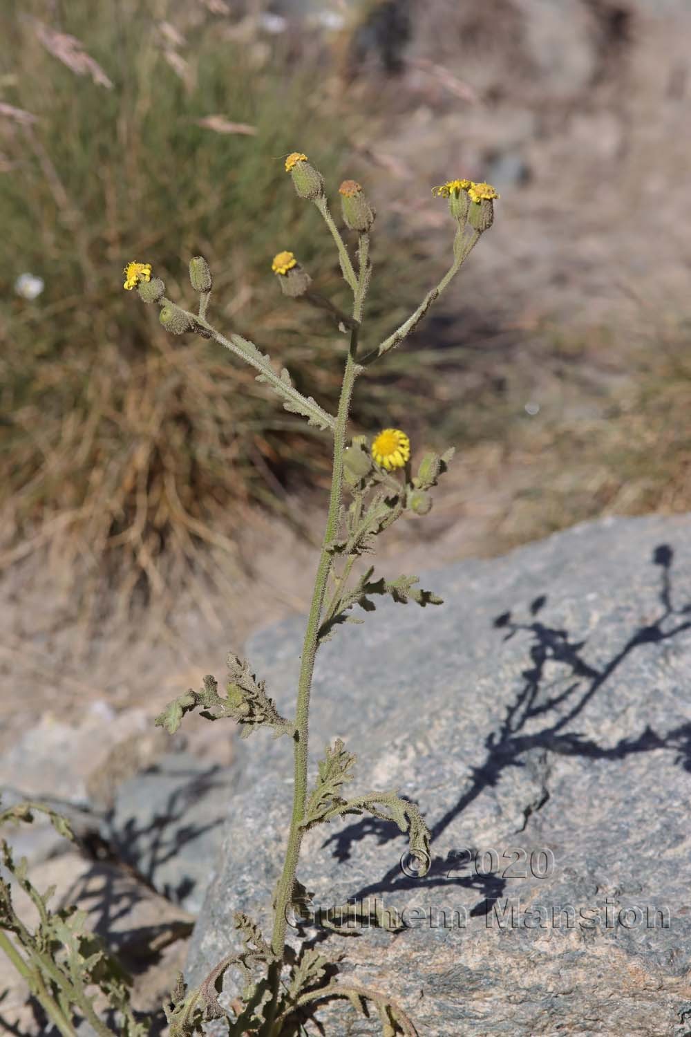 Senecio viscosus