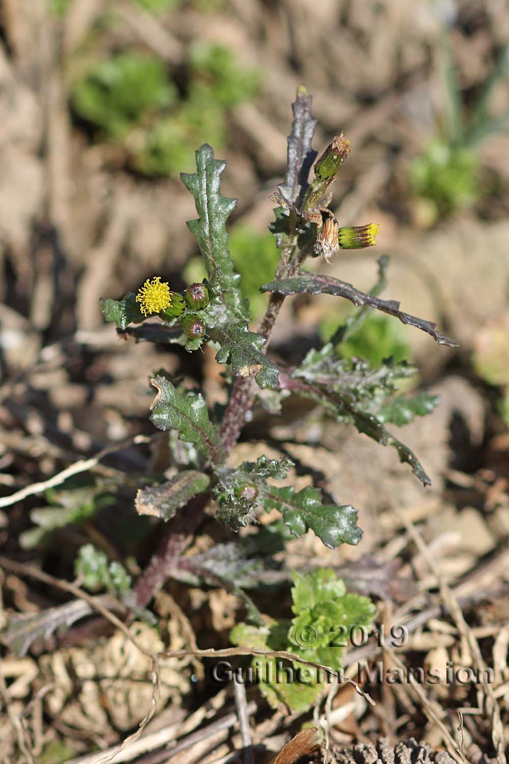 Senecio vulgaris