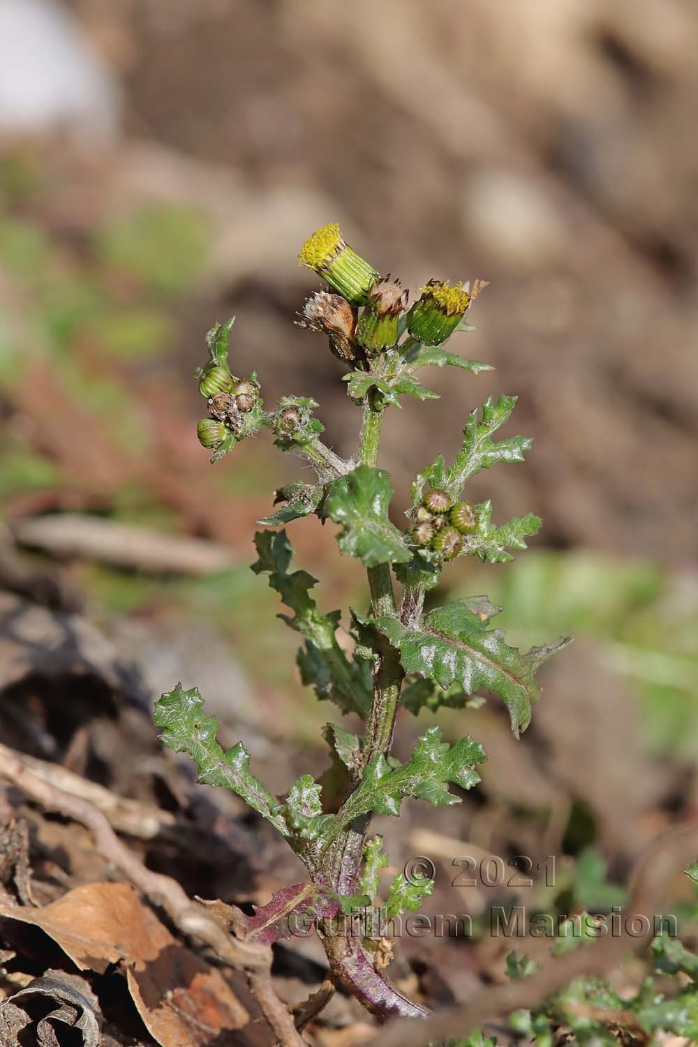 Senecio vulgaris