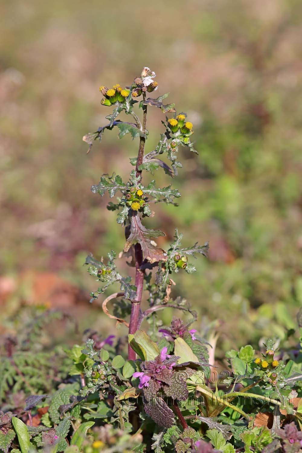 Senecio vulgaris