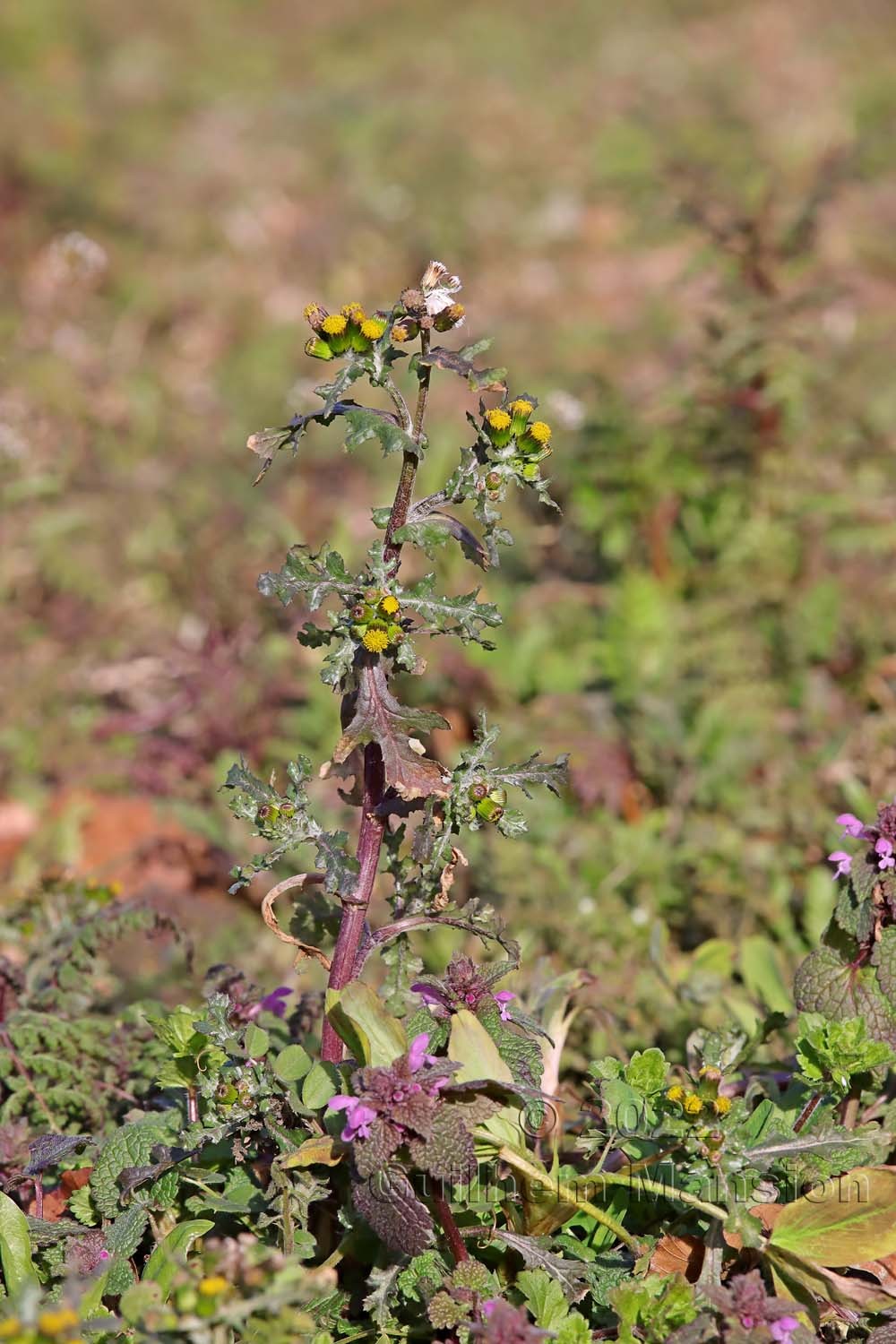 Senecio vulgaris