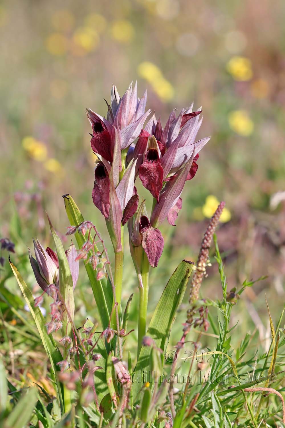 Serapias cordigera