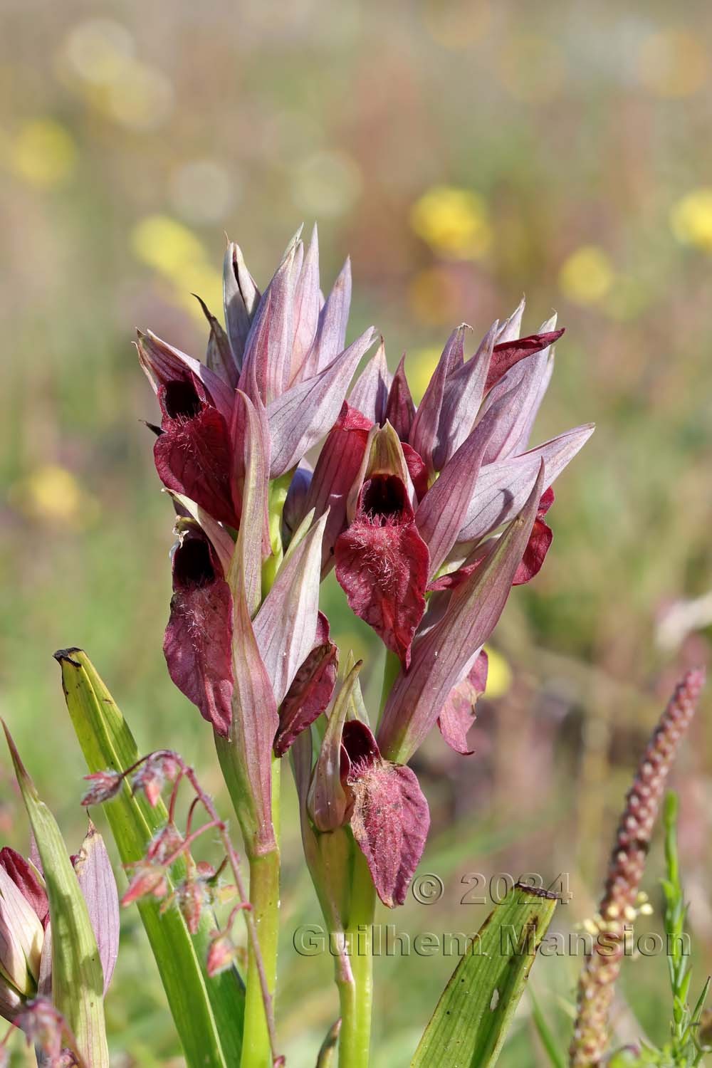Serapias cordigera