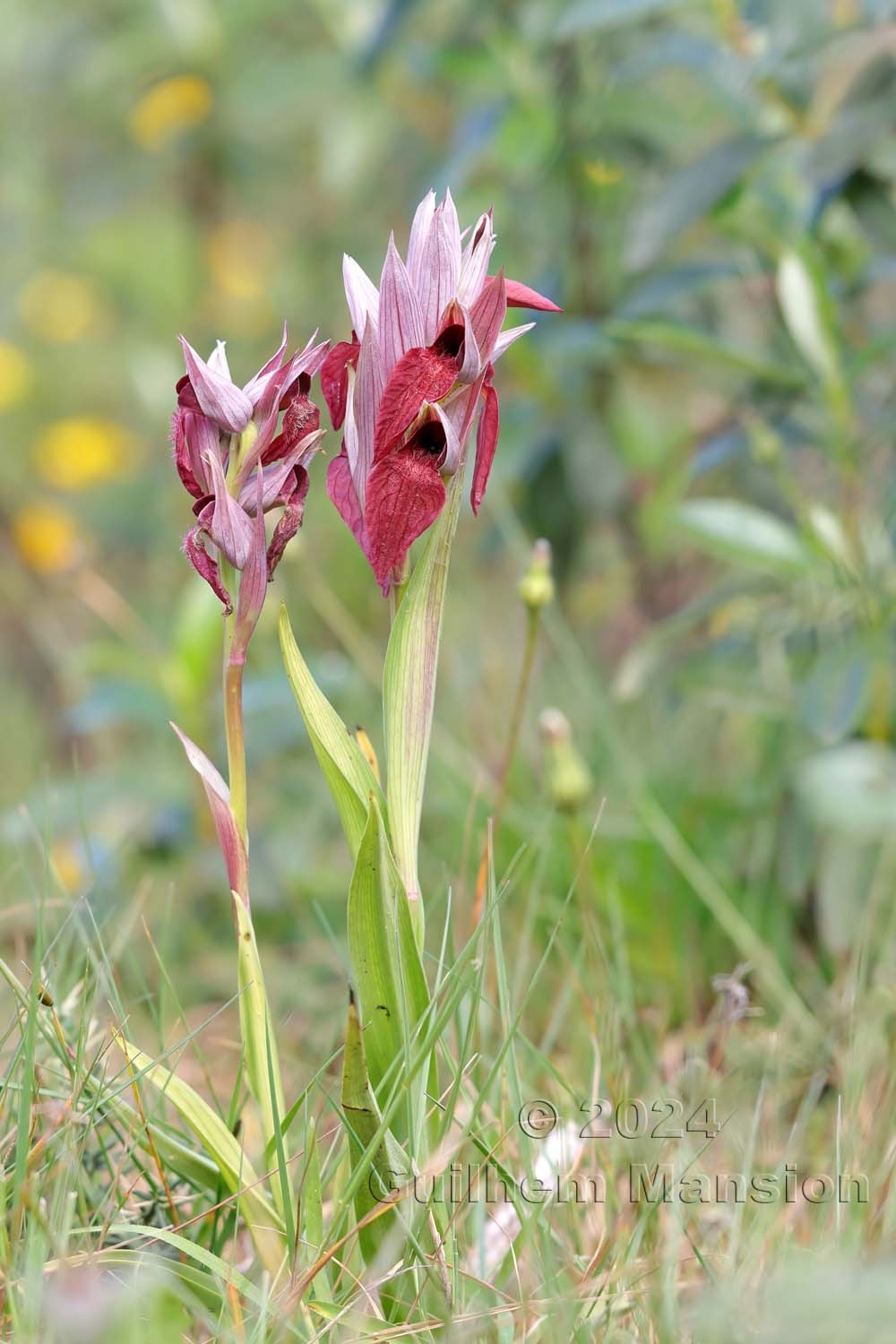 Serapias cordigera