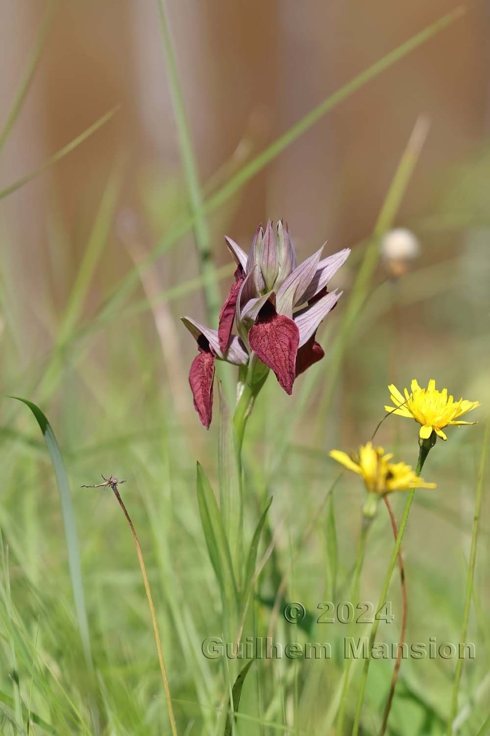 Serapias cordigera