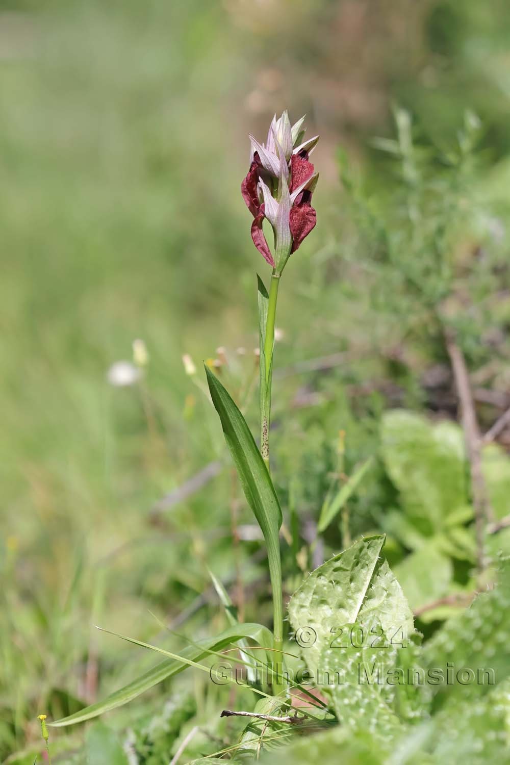 Serapias cordigera