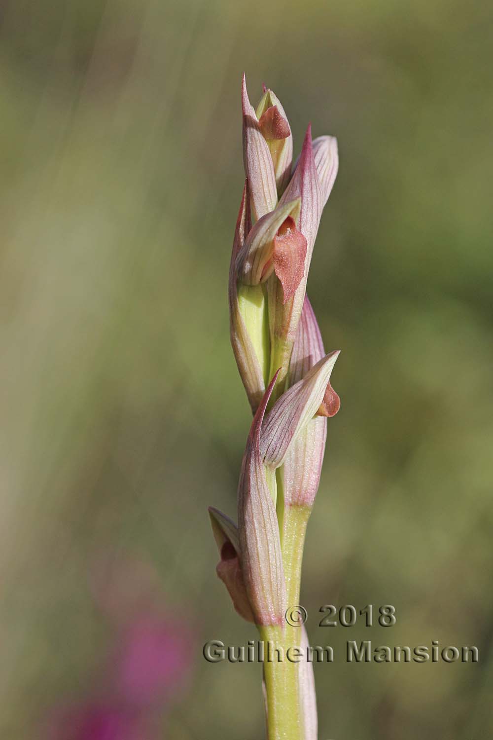 Serapias parviflora