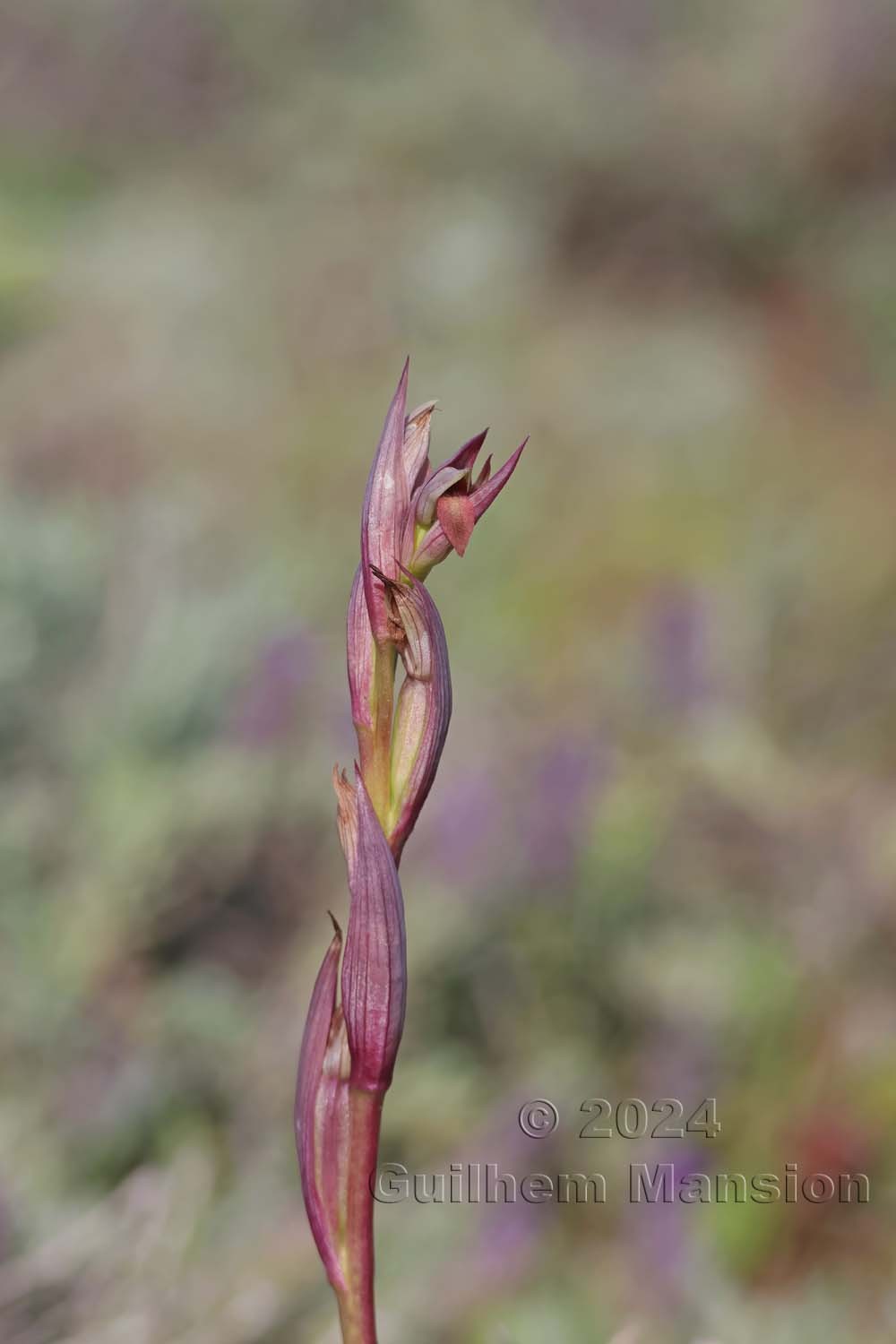 Serapias parviflora