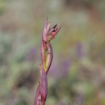 Serapias parviflora