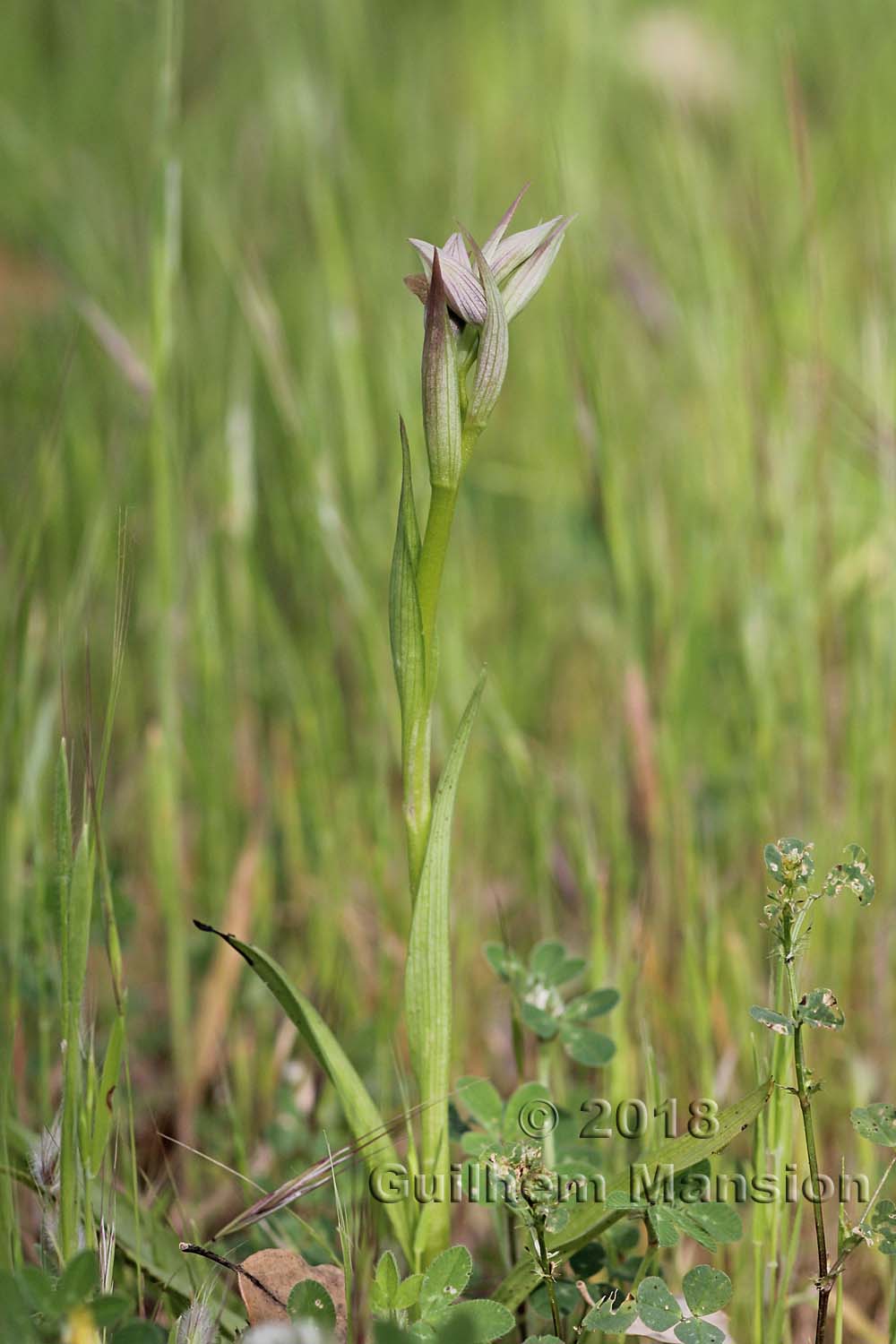 Serapias parviflora