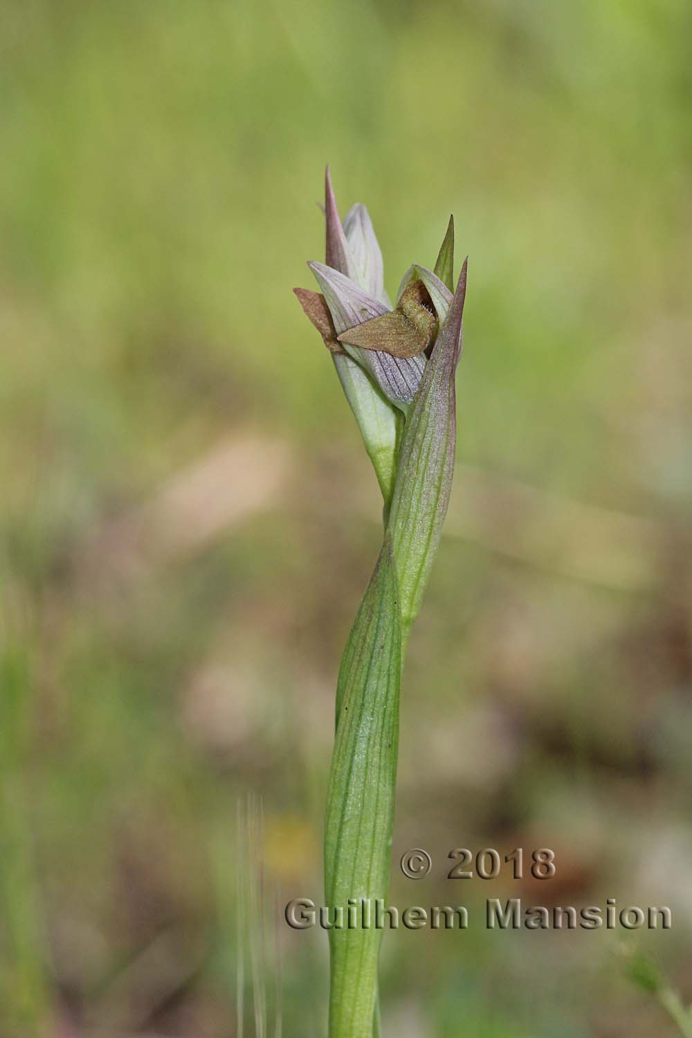 Serapias parviflora