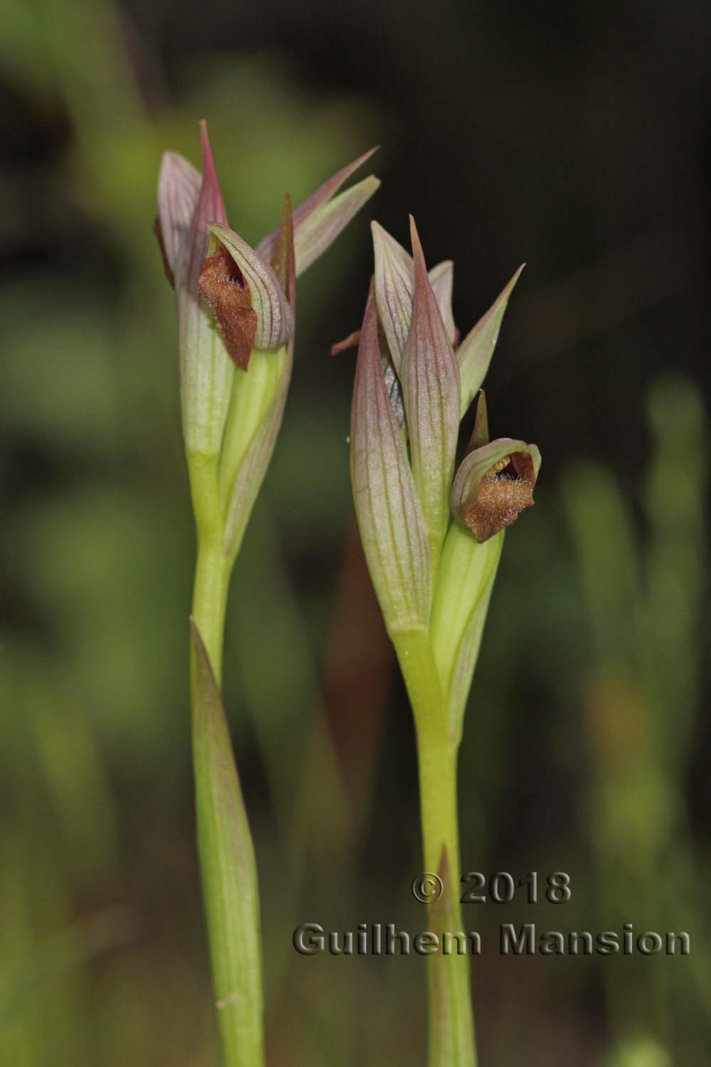 Serapias parviflora