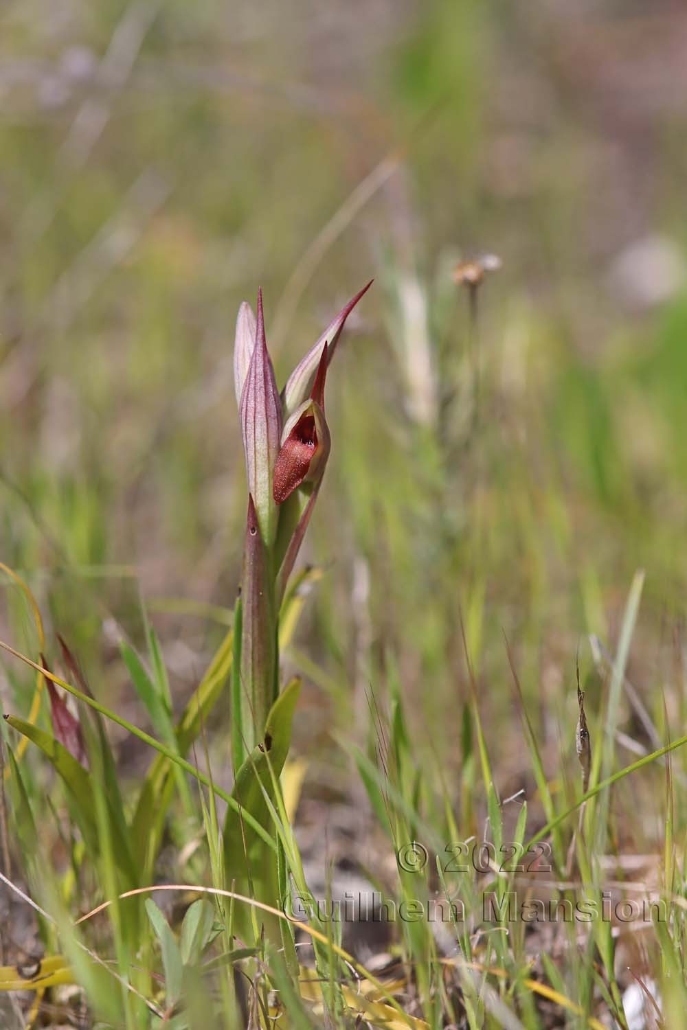 Serapias parviflora