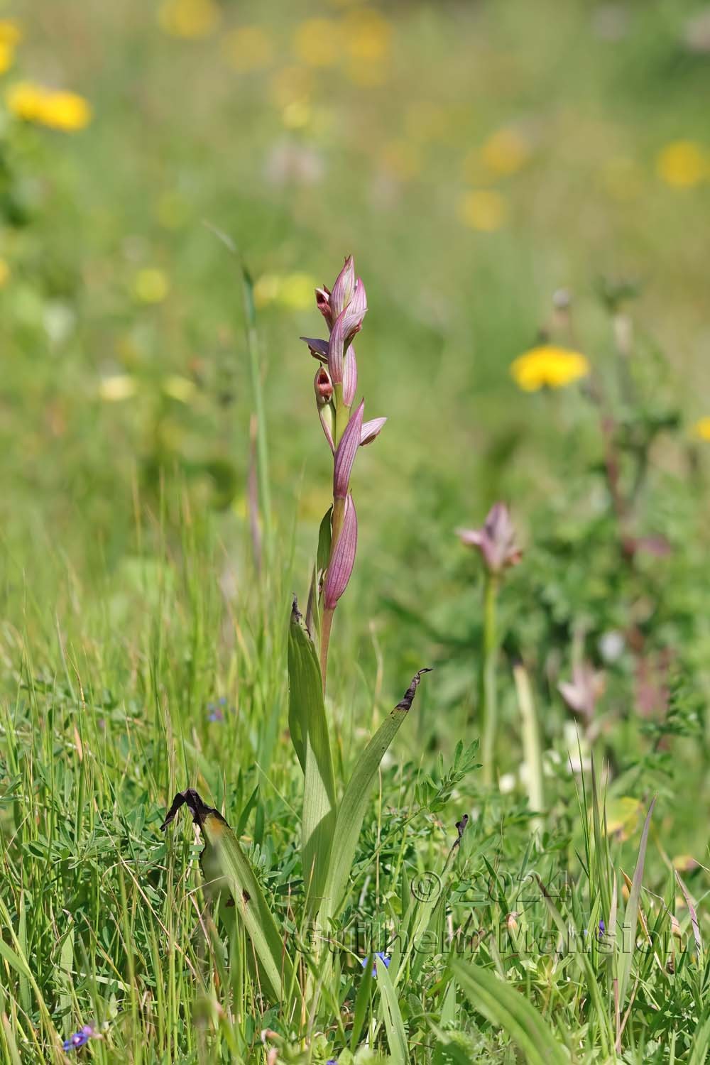Serapias parviflora