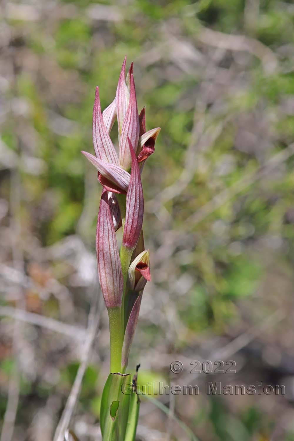 Serapias parviflora