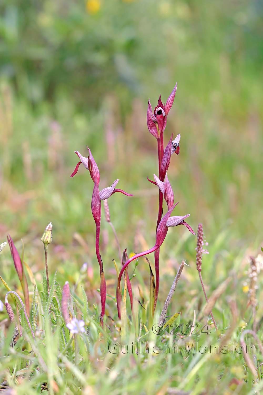 Serapias strictiflora