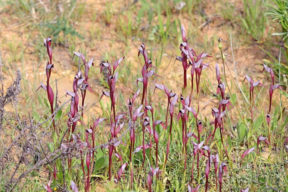 Serapias strictiflora