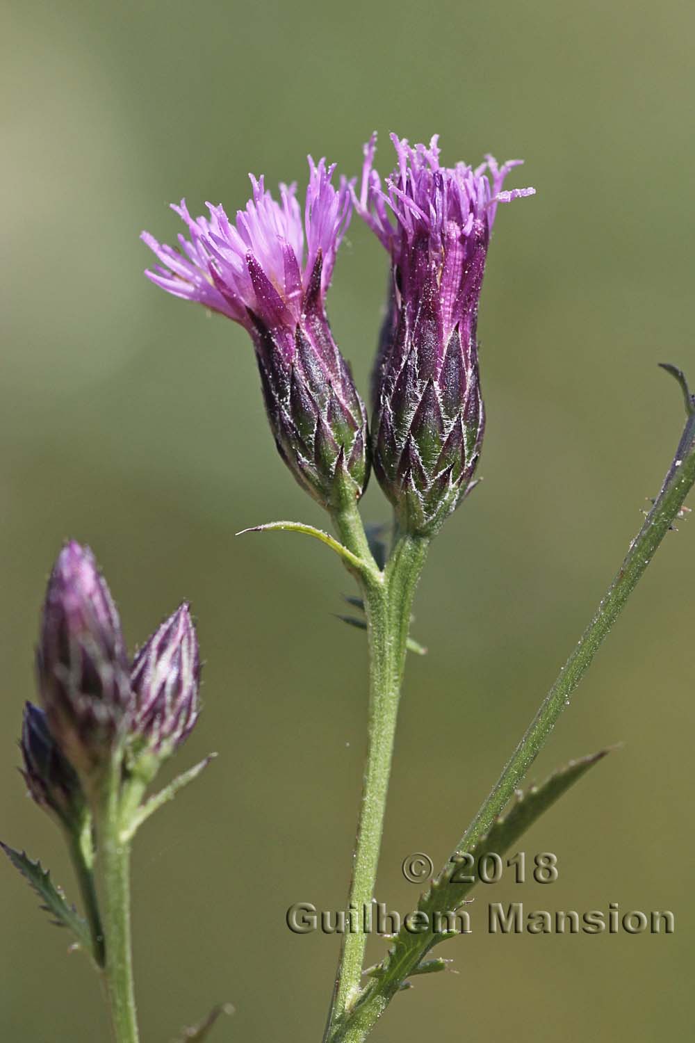 Serratula tinctoria