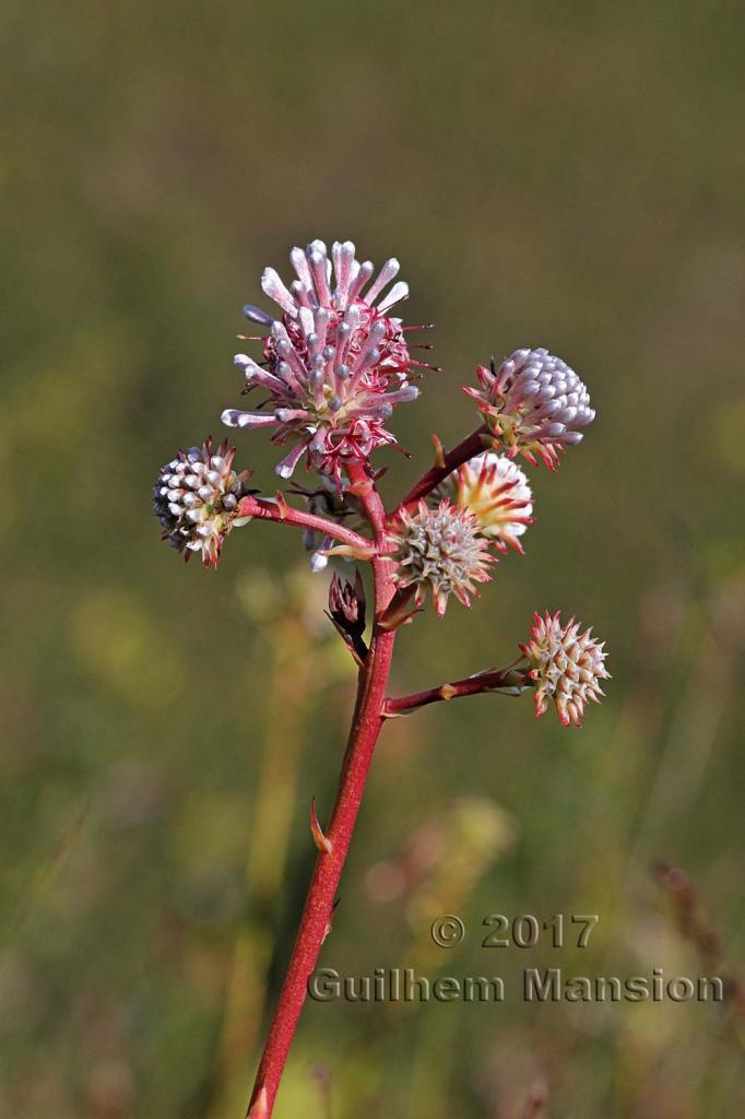 Serruria elongata