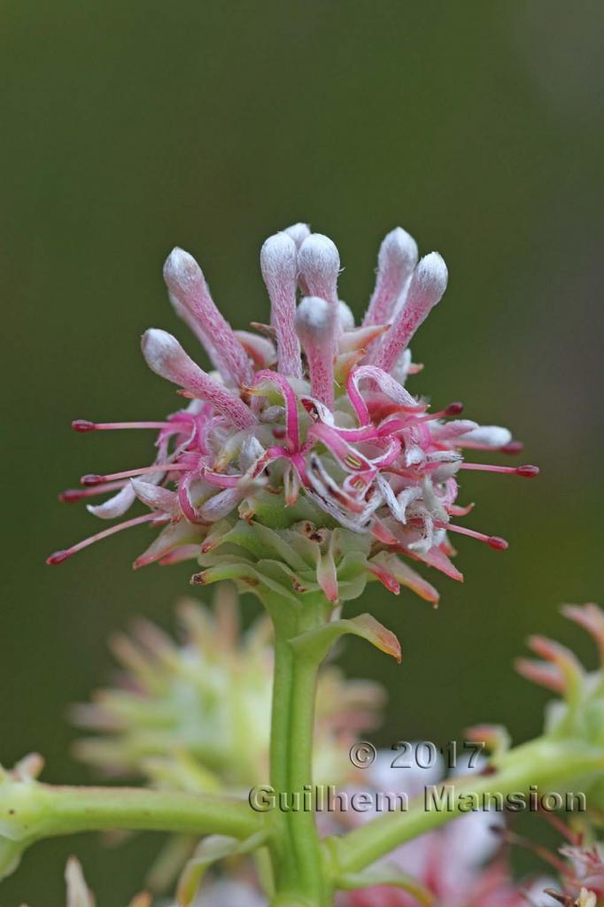 Serruria elongata