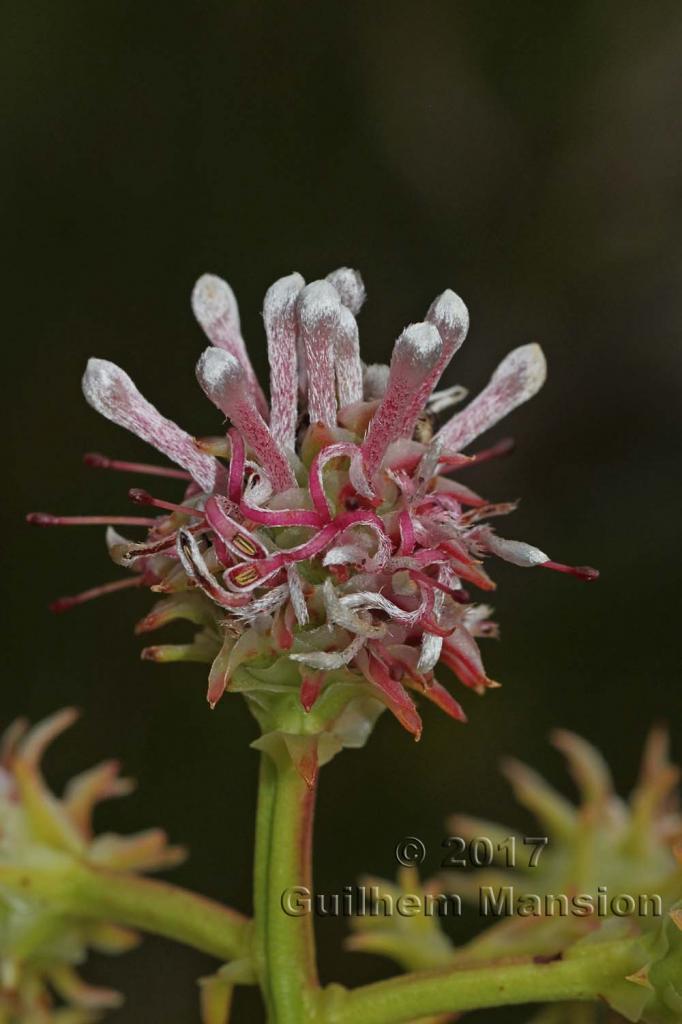 Serruria elongata