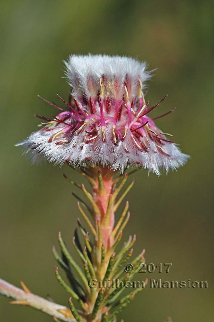 Serruria furcellata