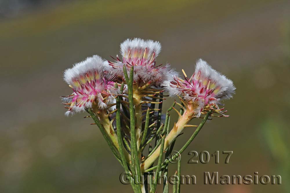 Serruria furcellata