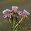 Family - Proteaceae