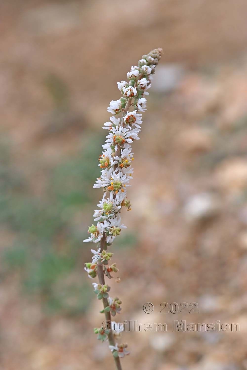 Sesamoides purpurascens