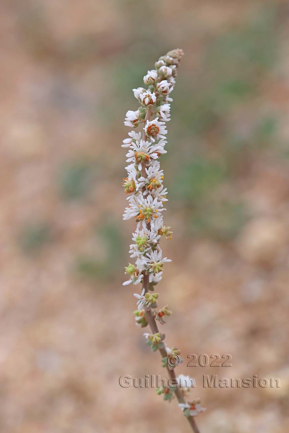 Sesamoides purpurascens